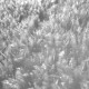 Drudkh / Paysage D'Hiver - Somewhere Sadness Wanders / Schnee (IV) LP (Gatefold Clear Vinyl)